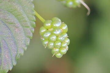 シチヘンゲの実（Lantana berry）