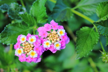 庭を彩るランタナ (Lantana)