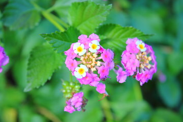 ランタナの花が満開です (Lantana)