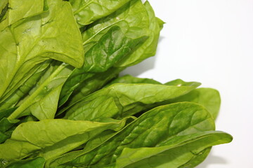 旬のほうれん草 (Spinach)