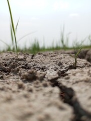 blured grass and soil