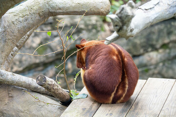かわいいセスジキノボリカンガルーの後ろ姿