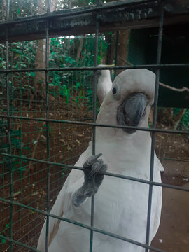 bird in cage 