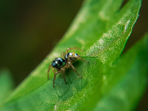 Macro life spider 