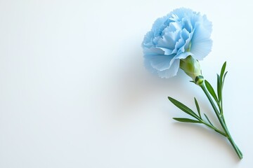 A blue flower is on a white background