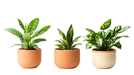 Fototapeta premium Ceramic Potted Houseplants Collection on Transparent Background