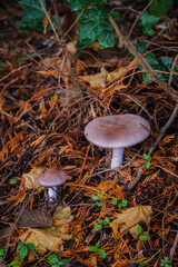 Blewit or Wood Blewit (Collybia nuda)