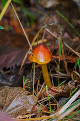 blackening waxcap, witch's hat, conical wax cap or conical slimy cap (Hygrocybe conica)