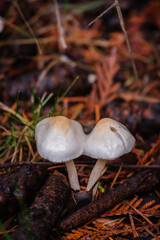 earthy inocybe, common white inocybe or white fibercap (Inocybe geophylla)