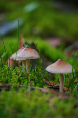 milking bonnet or milk-drop (Mycena galopus)