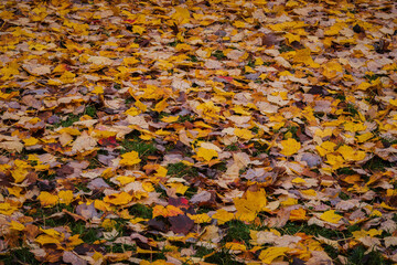 Wet autumn leaves