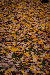 Wet autumn leaves
