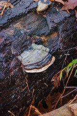 Hoof Fungus (Fomes fomentarius)