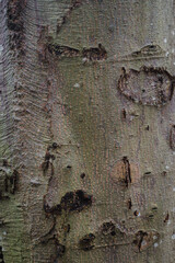 quaking aspen, rembling aspen, American aspen, mountain or golden aspen, trembling poplar, white poplar, or popple (Populus tremuloides)