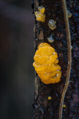 orange jelly spot, orange jelly, or orange witch's butter (Dacrymyces chrysospermus)