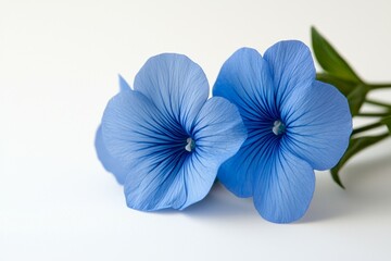 Two blue flowers are on a white background
