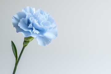 A single blue flower with a green stem