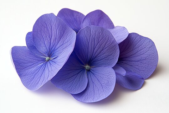 A close up of a purple flower with a white background