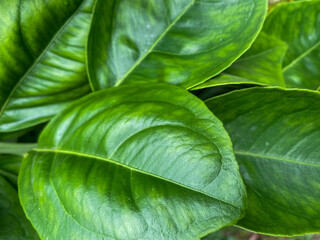 Fototapeta premium green leaf background