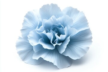 A blue flower with a white background