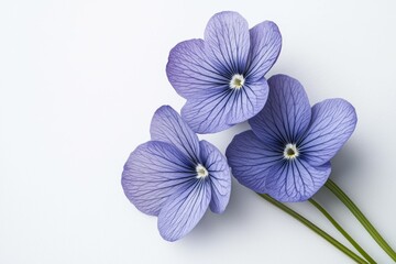 Obraz premium Three purple flowers are arranged in a row