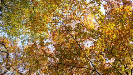 Autumn ginkgo yellow leaves