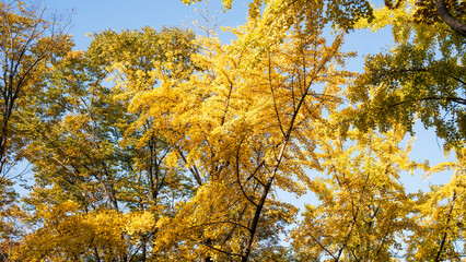 Autumn ginkgo yellow leaves