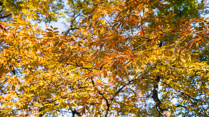 Autumn ginkgo yellow leaves