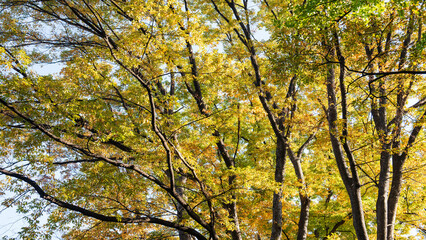 Autumn ginkgo yellow leaves