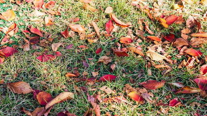 Beautiful red leaves in autumn