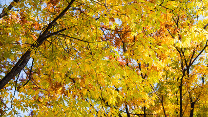 Autumn ginkgo yellow leaves