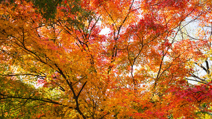 Beautiful red leaves in autumn