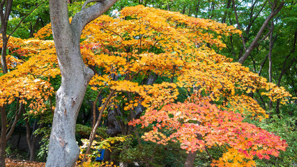 Autumn ginkgo yellow leaves