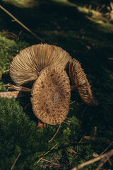 Macrolepiota procera mushroom growing in a forest with lush green moss on the forest floor.