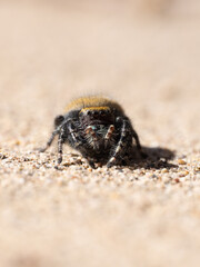 Extreme Close Up of a Jumping Spider Looking at the Camera