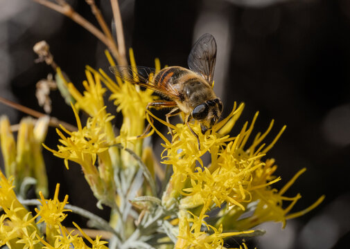 Close-Up of a Honey Bee Gathering Pollen from a Rubber Rabbitbrush Flower
