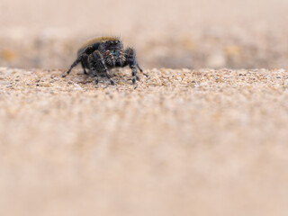 Eye Level View of a Bold Jumping Spider
