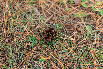 pine cone fallen on the ground