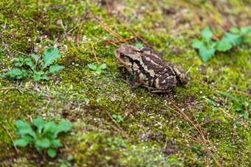 toad on the ground