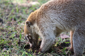 Fototapeta premium prairie dog eating