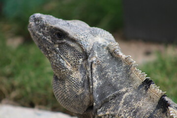 island land iguana