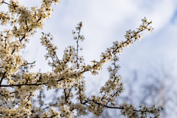 Branches of flowering fruit trees with selective focus. Spring background with copy space