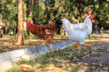 Two chickens walking on a sidewalk