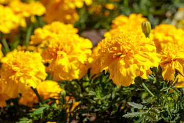 A bunch of yellow flowers are in garden