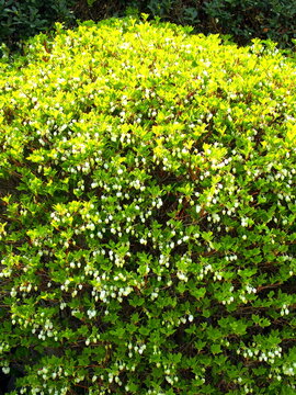 春の公園の植え込みの花をつけたドウダンツツジ