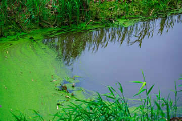A pond with green algae floating on the surface