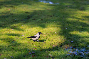 A black and white bird is standing in a grassy field