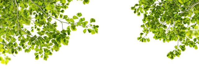 green leaves tree branches isolated on white