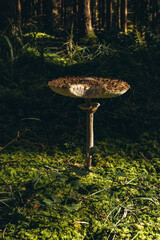 Macrolepiota procera mushroom growing in a forest with lush green moss on the forest floor.