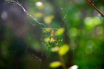 Joro Spider on a Web